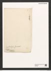 Diatomeae indet. Zeichnungen Sammlung Grunow (NHMW-BOT-W0375364)